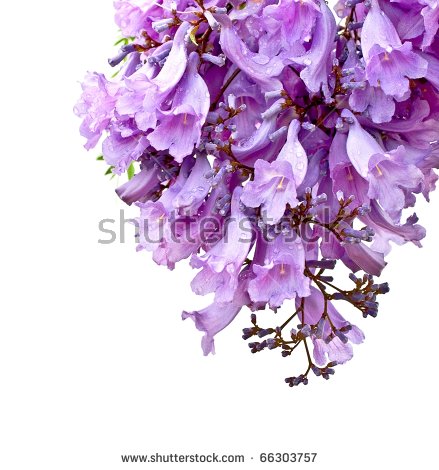 Jacaranda Flower Stock Photos, Royalty.