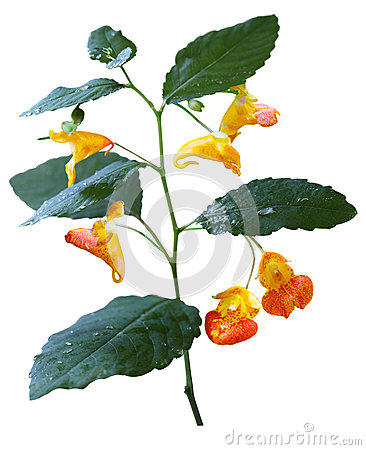 Spotted Jewelweed/Touch.