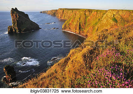 Stock Image of "Duncansby Stacks pinnacles in the morning light.