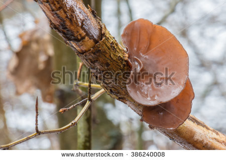 wood_ear_fungus" Stock Photos, Royalty.