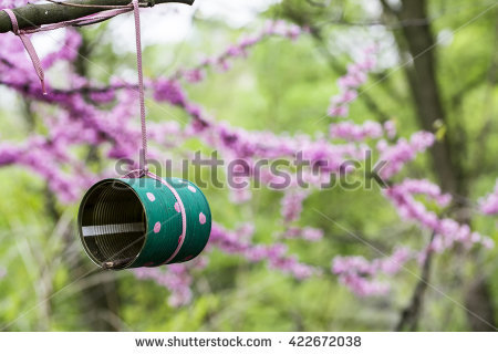 Judas Tree Stock Photos, Royalty.