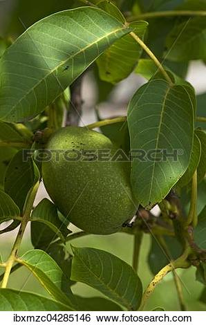 Stock Images of Walnuss (Juglans regia) am Baum, Sachsen.