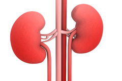 Kidney Clipart No Background.