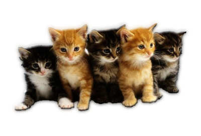 Kittens PNG.