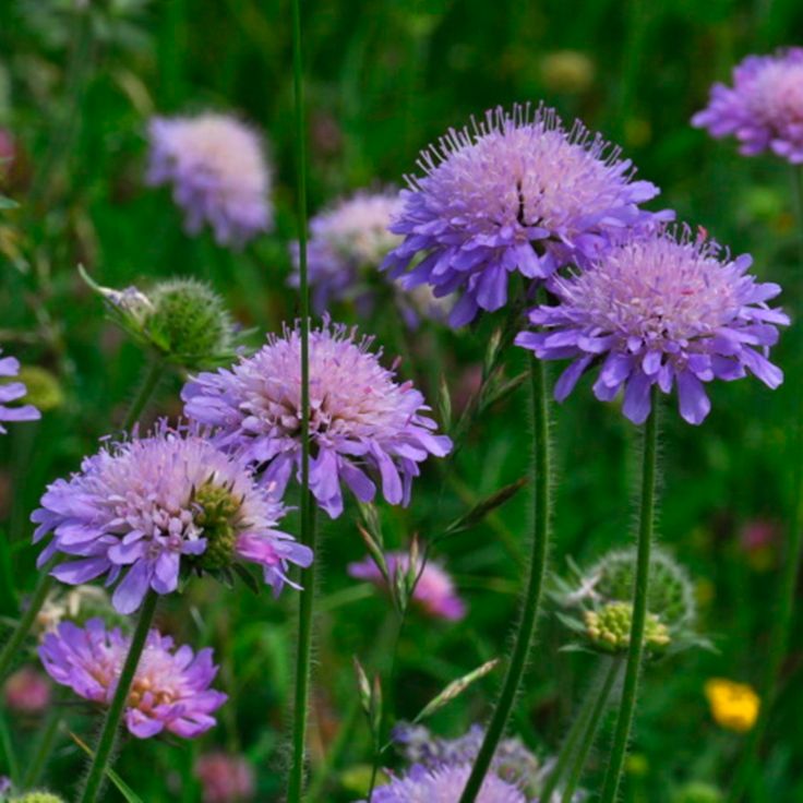 17 Best images about Knautia arvensis Knautia arvensis on.