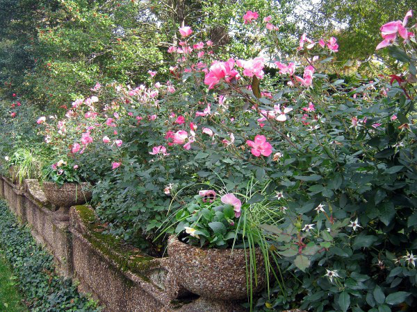 How To Prune 'Knock Out' Rose.