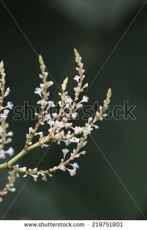 Fallopia Stock Photos, Royalty.