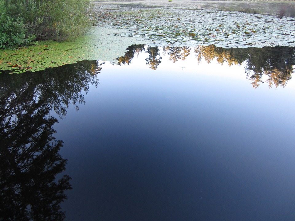 Free photo Lake Water Lily Victoria Smooth Reflection.