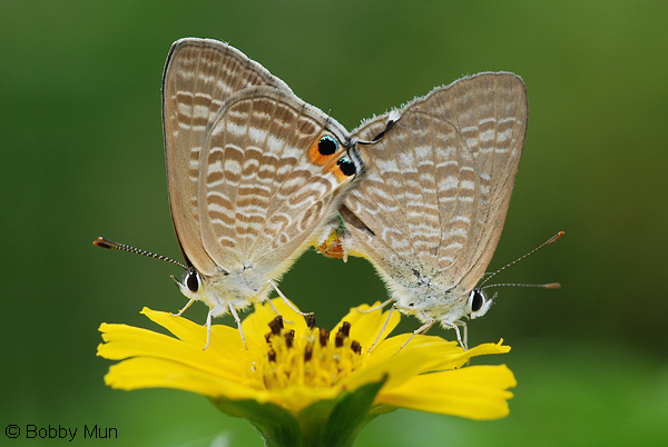 ButterflyCircle Checklist.