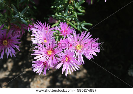 Lampranthus Stock Images, Royalty.