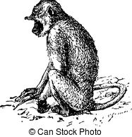 Langur Clip Art and Stock Illustrations. 25 Langur EPS.