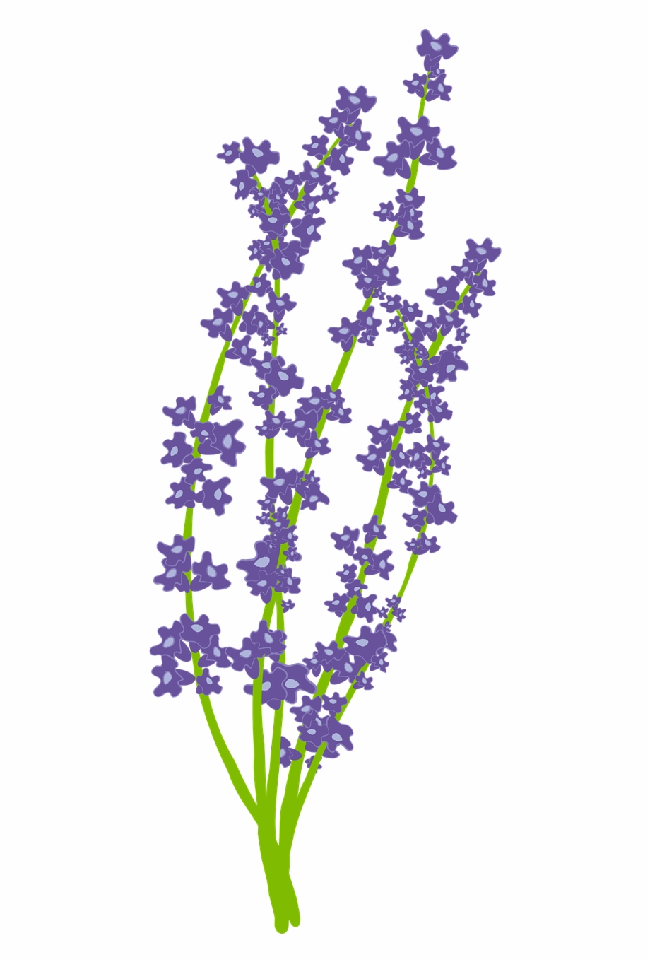 Flower Nature Free Lavender Vector Png.