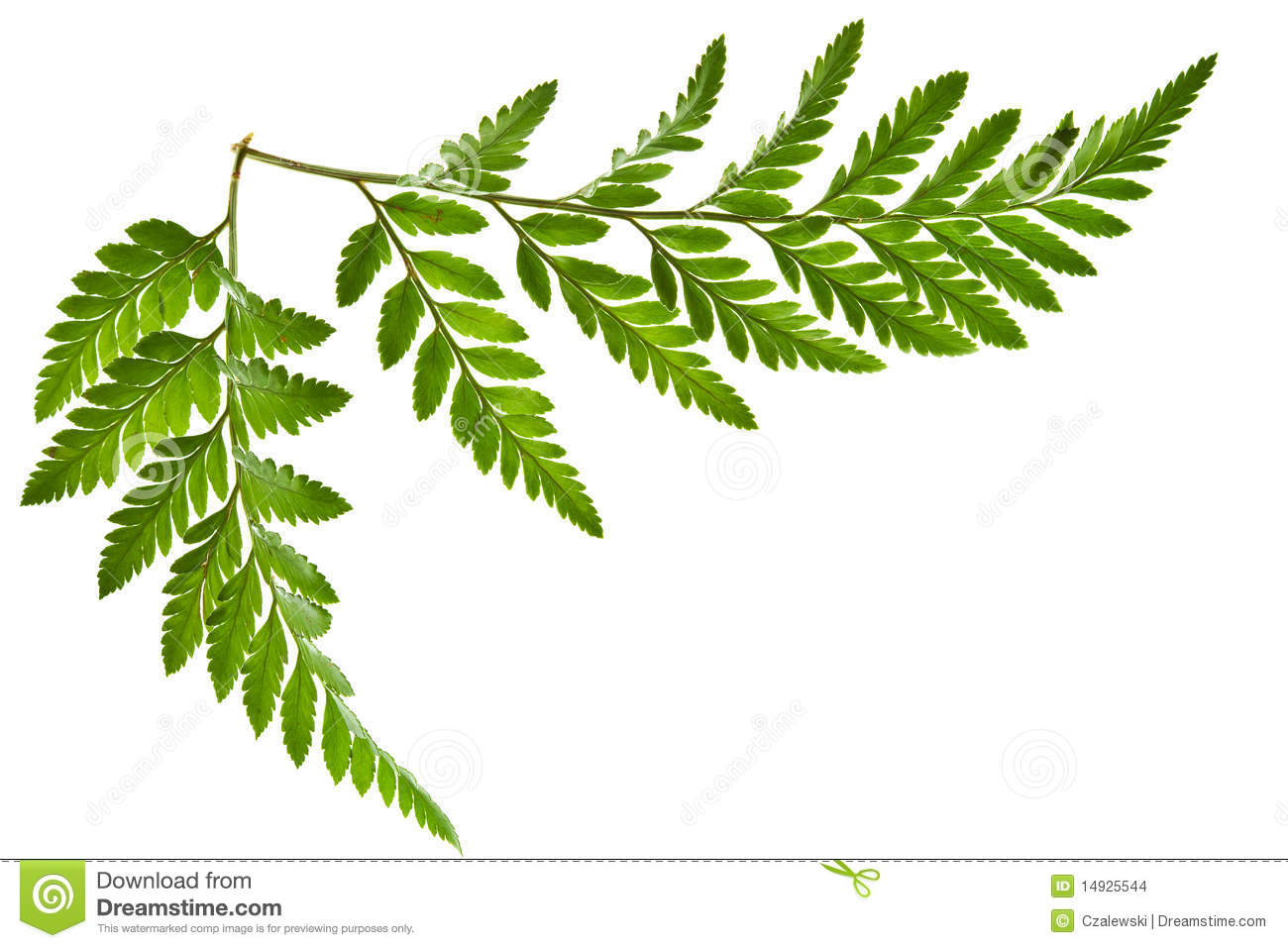 Fern Leaves Clipart.