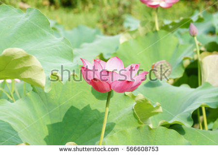 Nelumbo Stock Photos, Royalty.