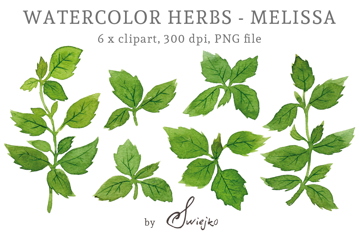 Herbs Clipart, Watercolor Leaves, Melissa, Lemon Balm by swiejko.