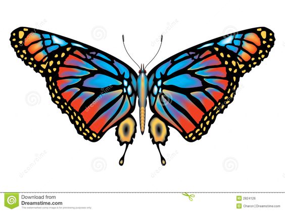 Lepidoptera Stock Illustrations, Vectors, & Clipart.