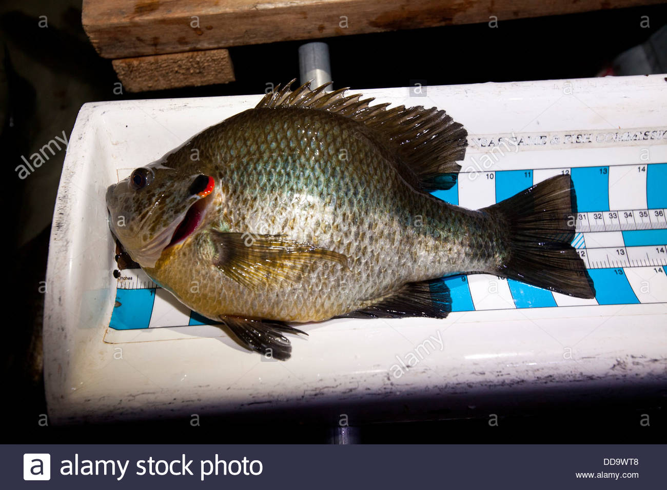 Sunfish Stock Photos & Sunfish Stock Images.