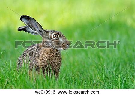 Stock Images of European brown hare, Brown hare, Lepus europaeus.