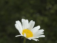 Leucanthemum atratum.