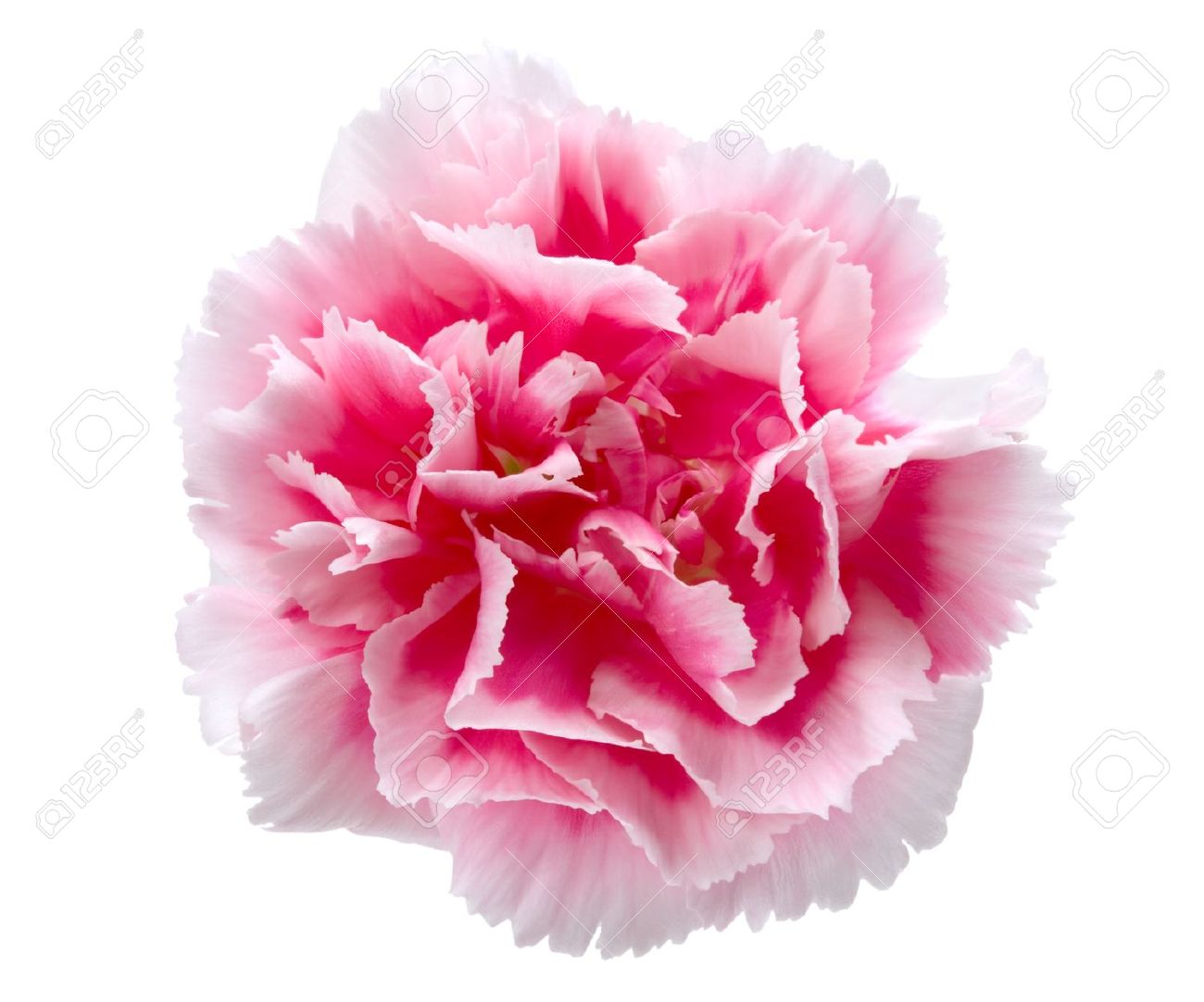 White Carnation Clip Art.