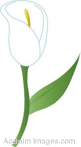 Clip Art of a White Calla Lily.