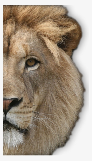 Lion Face PNG, Transparent Lion Face PNG Image Free Download.