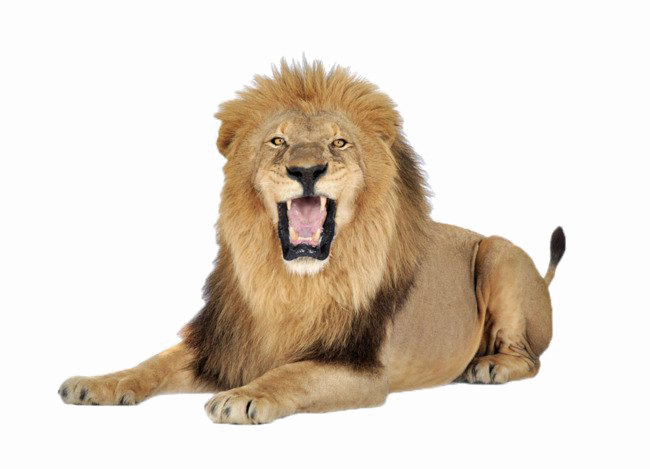 Lion PNG Images Transparent Free Download.