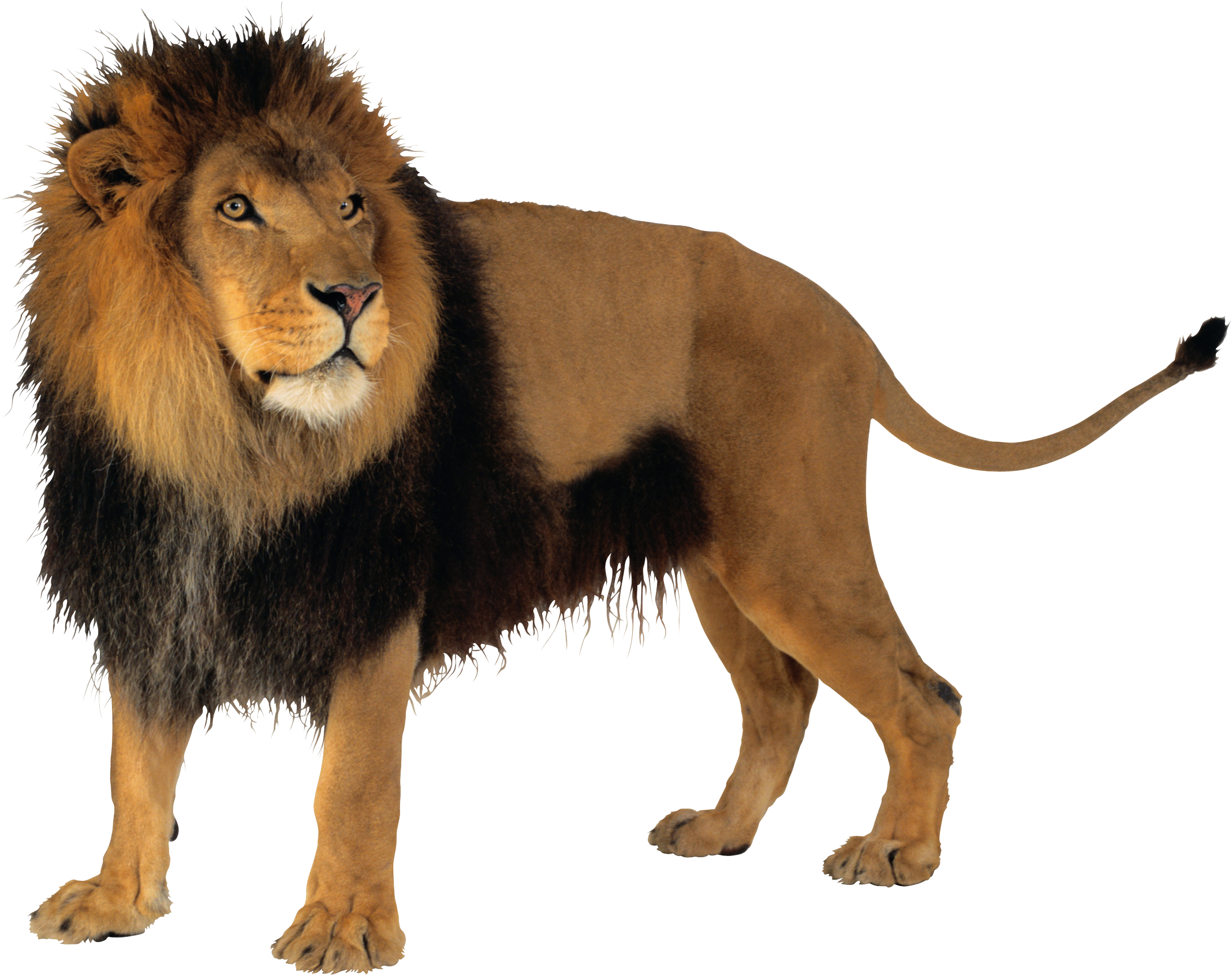 Lion PNG images, free download, lions.