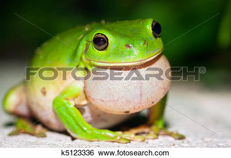 Stock Images of Male Green tree frog (Litoria caerulea) calling.