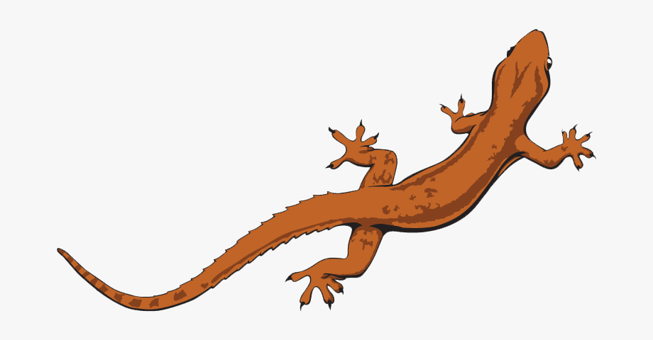 Lizard Clipart Newt.