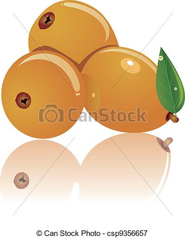 Vectors Illustration of three loquat.