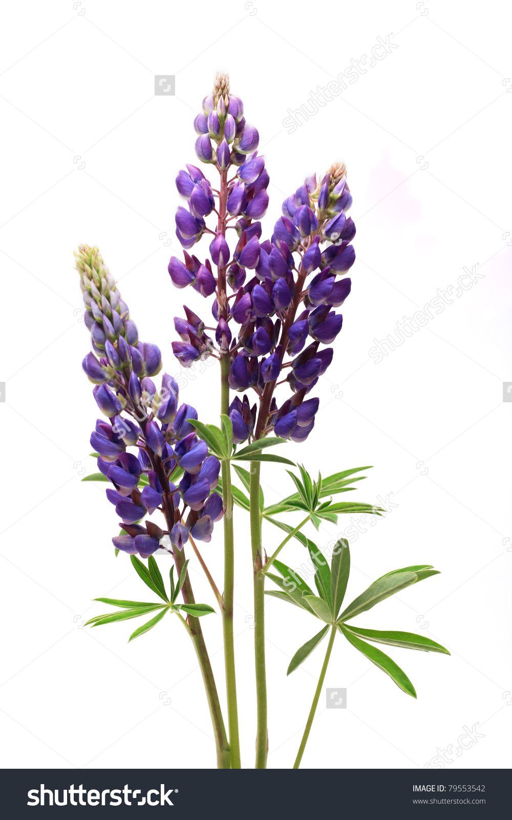 Lupine Clip Art.