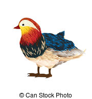 Mandarin duck Illustrations and Clipart. 48 Mandarin duck royalty.