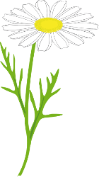 Marguerite Clip Art Download 8 clip arts (Page 1).