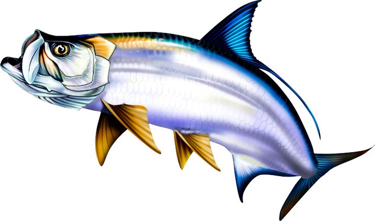 Saltwater Fish Clipart.