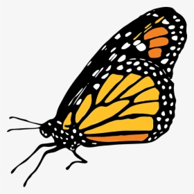 Mariposa Vector PNG Images, Transparent Mariposa Vector.