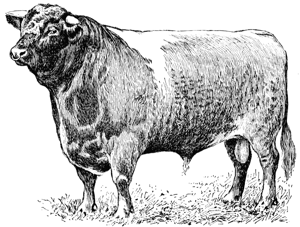 Beef Steer Clipart.