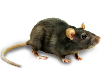 Rat, mouse, mice PNG free images, pictures.