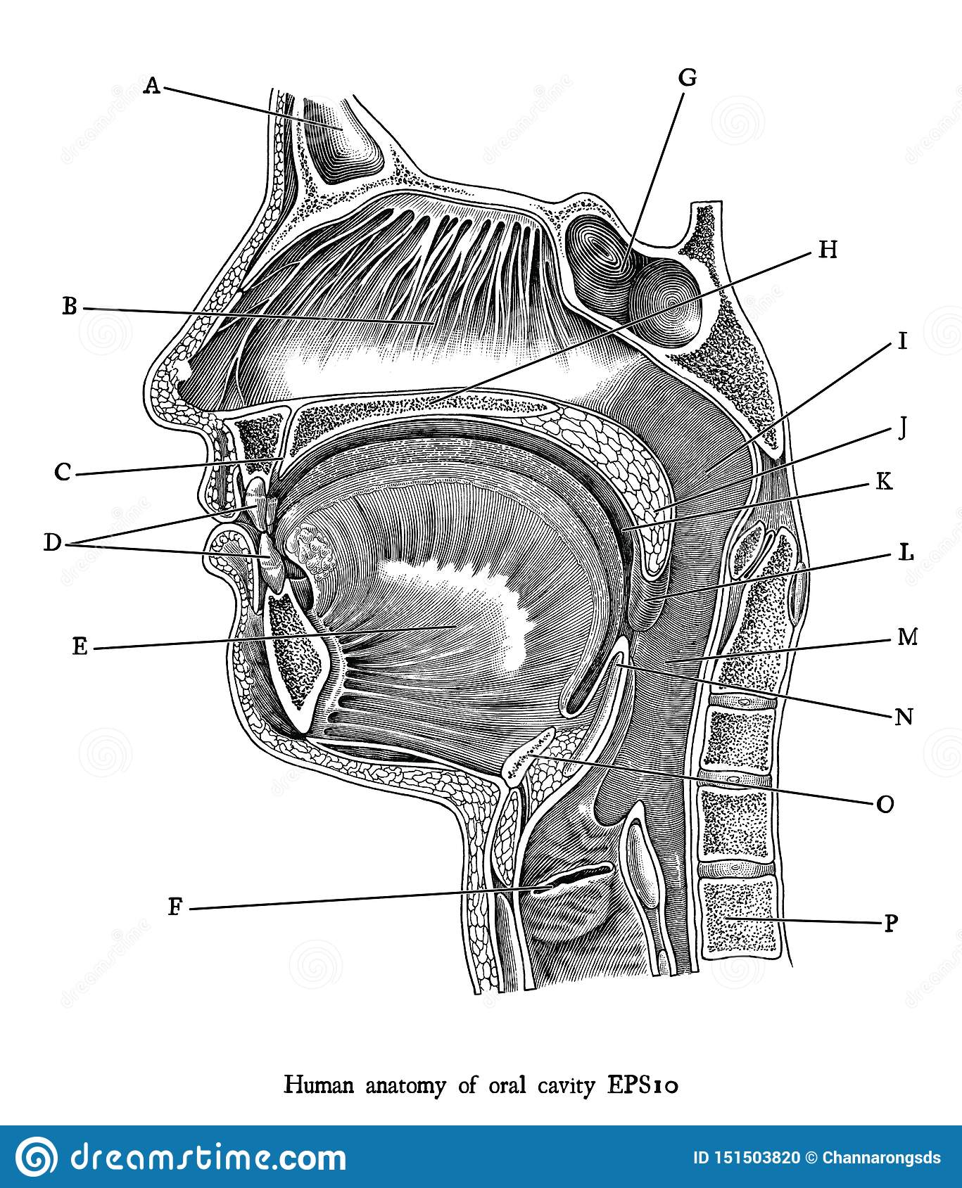 Antique Engraving Illustration Of Human Oral Cavity Black.