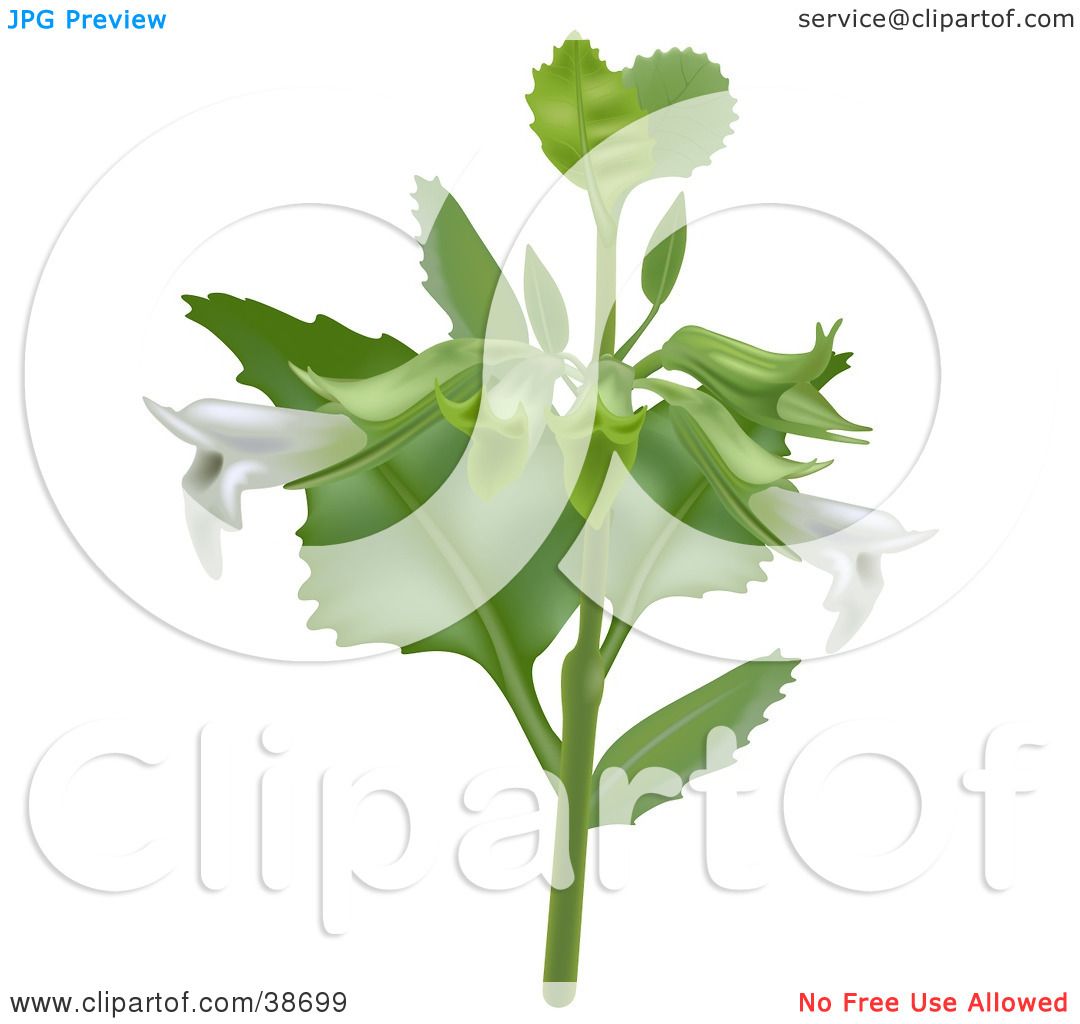 Clipart Illustration of White Lemon Balm (Melissa Officinalis.