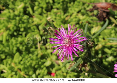 Mesembryanthemum Stock Photos, Royalty.