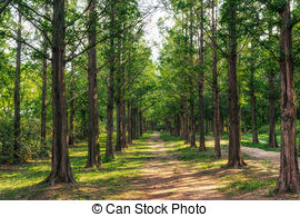 Stock Photo of metasequoia road in seoul.