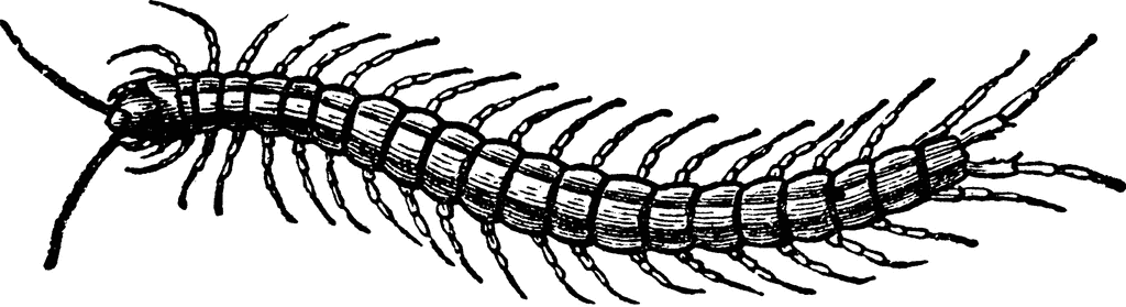 Millipede Black And White Clipart.