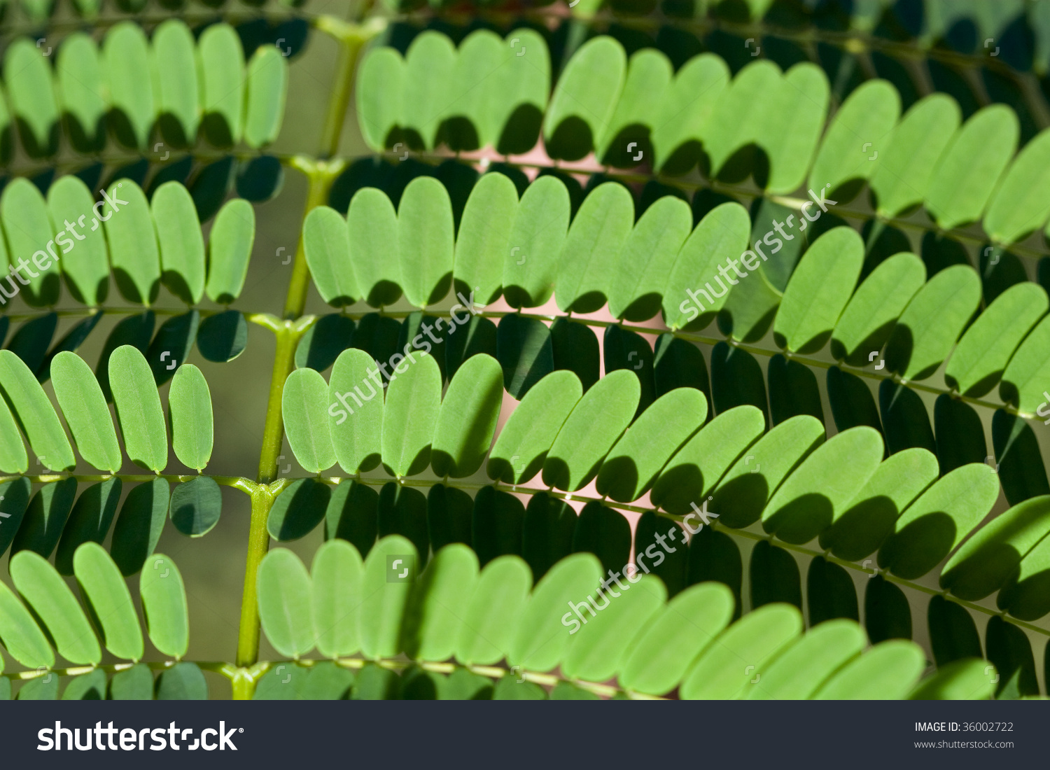 Little Leaves Mimosa Pudica Sensitive Plant Stock Photo 36002722.