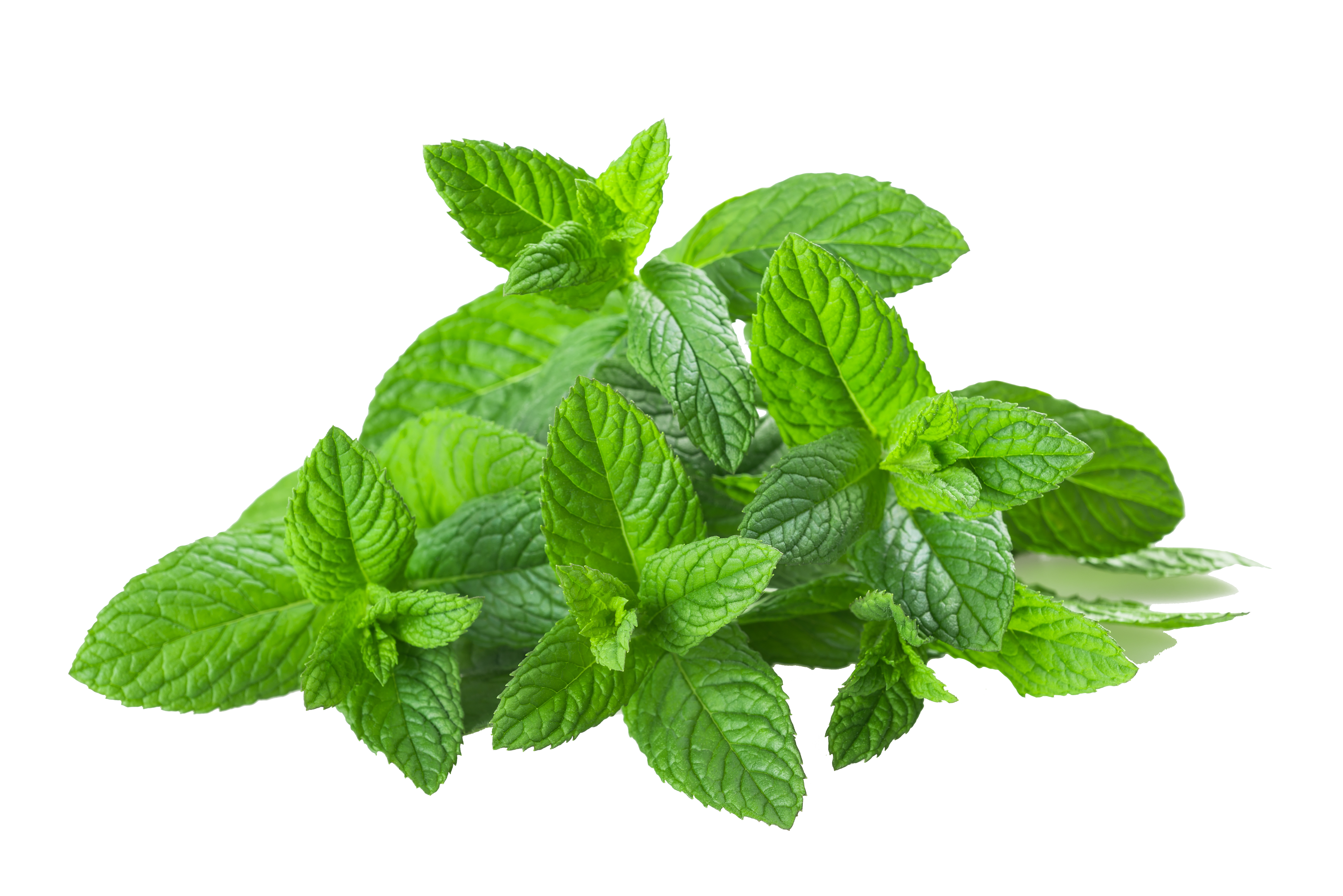 Spearmint.png PlusPng.com.