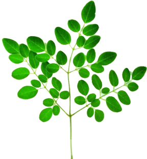 Moringa Tree plant benefits.