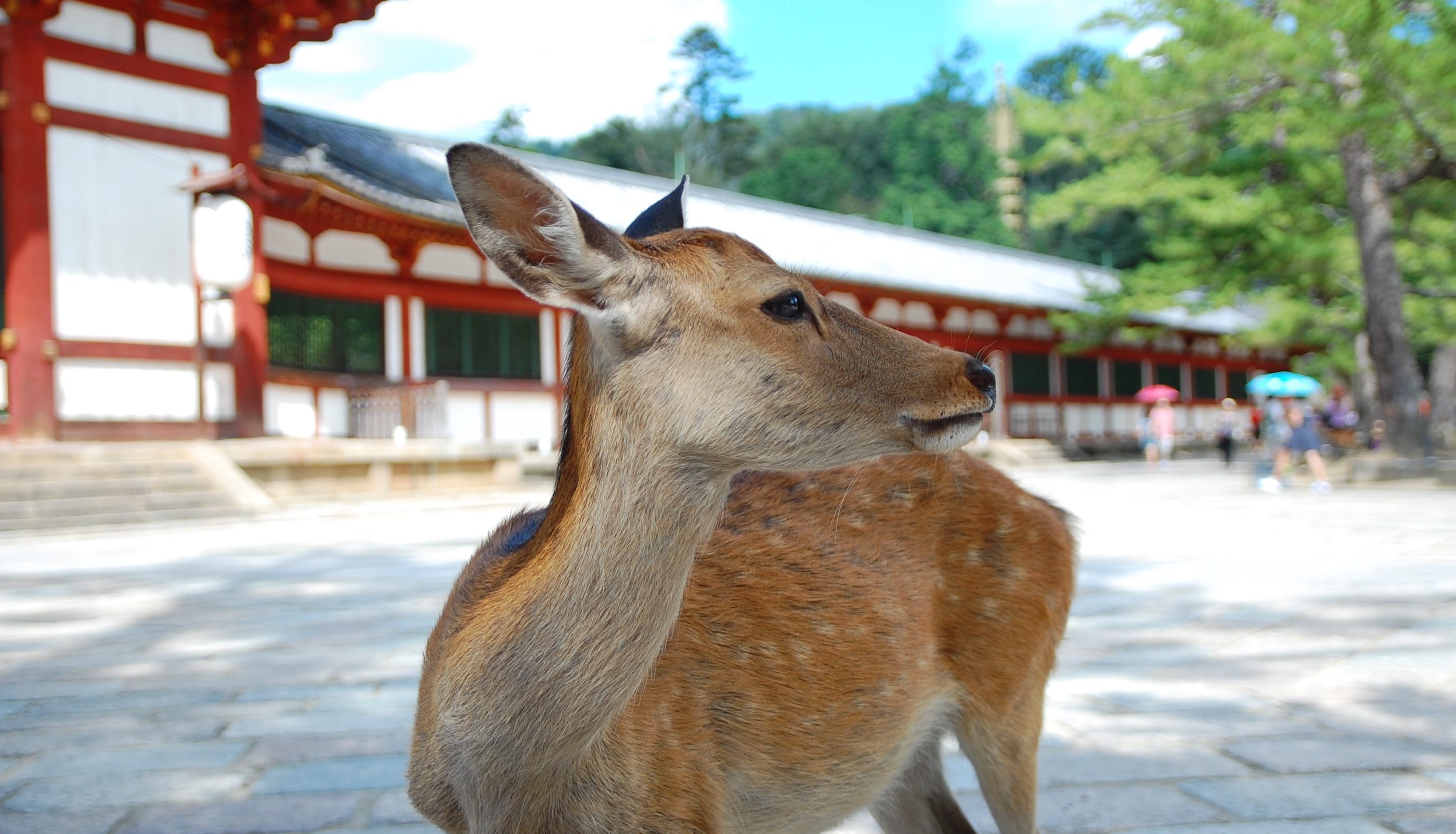 Divine messengers : The deer of Nara park.