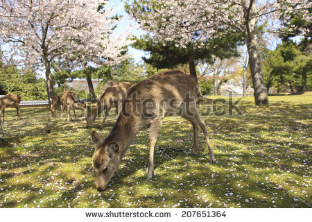 Nara Park Stock Images, Royalty.