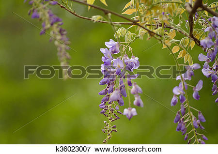 Picture of Wisteria flower bloom against a white sky background.