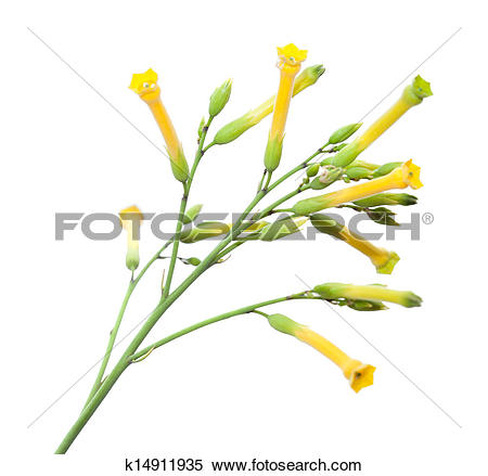 Stock Image of Nicotiana glauca, tree tabacco k14911935.